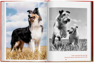 Walter Chandoha. Dogs. Photographs 1941–1991 Galerie Roschlaub  Galerie Roschlaub