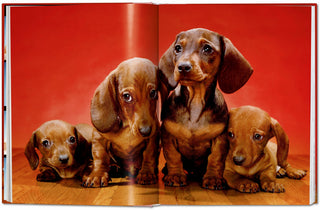 Dogs. Photographs 1941–1991 - Walter Chandoha