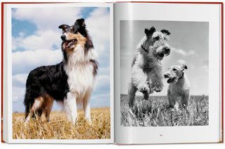 Dogs. Photographs 1941–1991 - Walter Chandoha