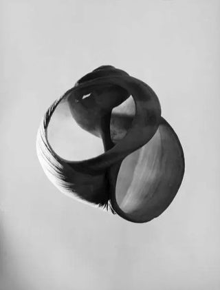 Werner Bischof Schneckenhaus Werner Bischof  Galerie Roschlaub